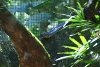 Parque das Aves (7) &ndash; &copy; Susanne Schirmann (Eberhardt TRAVEL)