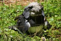Parque das Aves (9) &ndash; &copy; Susanne Schirmann (Eberhardt TRAVEL)