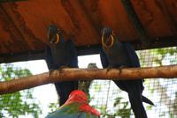 Vogelpark Iguazu (3) &ndash; &copy; Susanne Schirmann (Eberhardt TRAVEL)