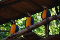 Vogelpark Iguazu (4) &ndash; &copy; Susanne Schirmann (Eberhardt TRAVEL)
