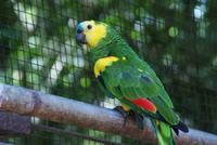 Vogelpark Iguazu (5) &ndash; &copy; Susanne Schirmann (Eberhardt TRAVEL)