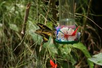 Vogelpark Iguazu (7) &ndash; &copy; Susanne Schirmann (Eberhardt TRAVEL)