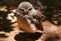 Vogelpark Iguazu (9) &ndash; &copy; Susanne Schirmann (Eberhardt TRAVEL)