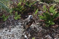 Falkland Inseln - Malvinas (17) &ndash; &copy; Eric Richter (Eberhardt TRAVEL)