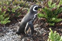 Falkland Inseln - Malvinas (18) &ndash; &copy; Eric Richter (Eberhardt TRAVEL)