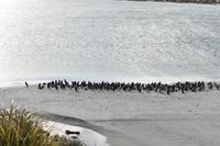 Falkland Inseln - Malvinas (20) &ndash; &copy; Eric Richter (Eberhardt TRAVEL)
