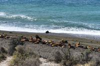 Valdes (4) &ndash; &copy; Eric Richter (Eberhardt TRAVEL)