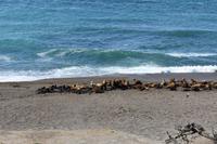 Valdes (5) &ndash; &copy; Eric Richter (Eberhardt TRAVEL)