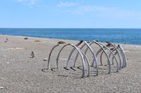 Valdes (16) &ndash; &copy; Eric Richter (Eberhardt TRAVEL)