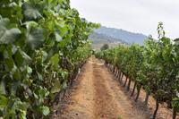 Weingut Chile - Casas del Bosque &ndash; &copy; Eric Richter (Eberhardt TRAVEL)