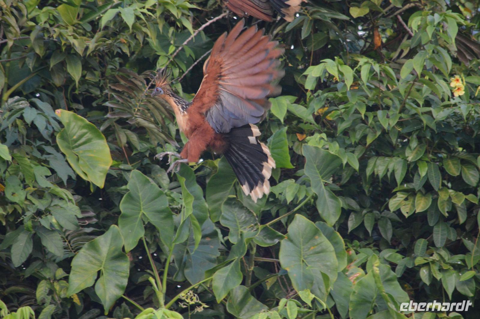 der Hoatzin. der Nationalvogel Guyanas &ndash; &copy; Wiebke Christ (Eberhardt TRAVEL)