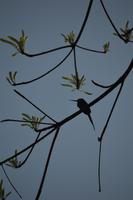 Anaula - Paradies Jacamar &ndash; &copy; Wiebke Christ (Eberhardt TRAVEL)