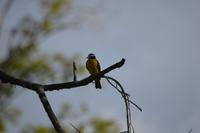 Anaula - Kiskadee &ndash; &copy; Wiebke Christ (Eberhardt TRAVEL)