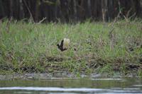 Sümpfe von Kaw - Jacana &ndash; &copy; Wiebke Christ (Eberhardt TRAVEL)