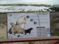 Lobo Marino &ndash; &copy; Lena Rautenberg (Eberhardt TRAVEL)