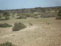 Tierparadies Valdes &ndash; &copy; Daniela Paulan (Eberhardt TRAVEL)