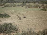Tierparadies Valdes &ndash; &copy; Daniela Paulan (Eberhardt TRAVEL)
