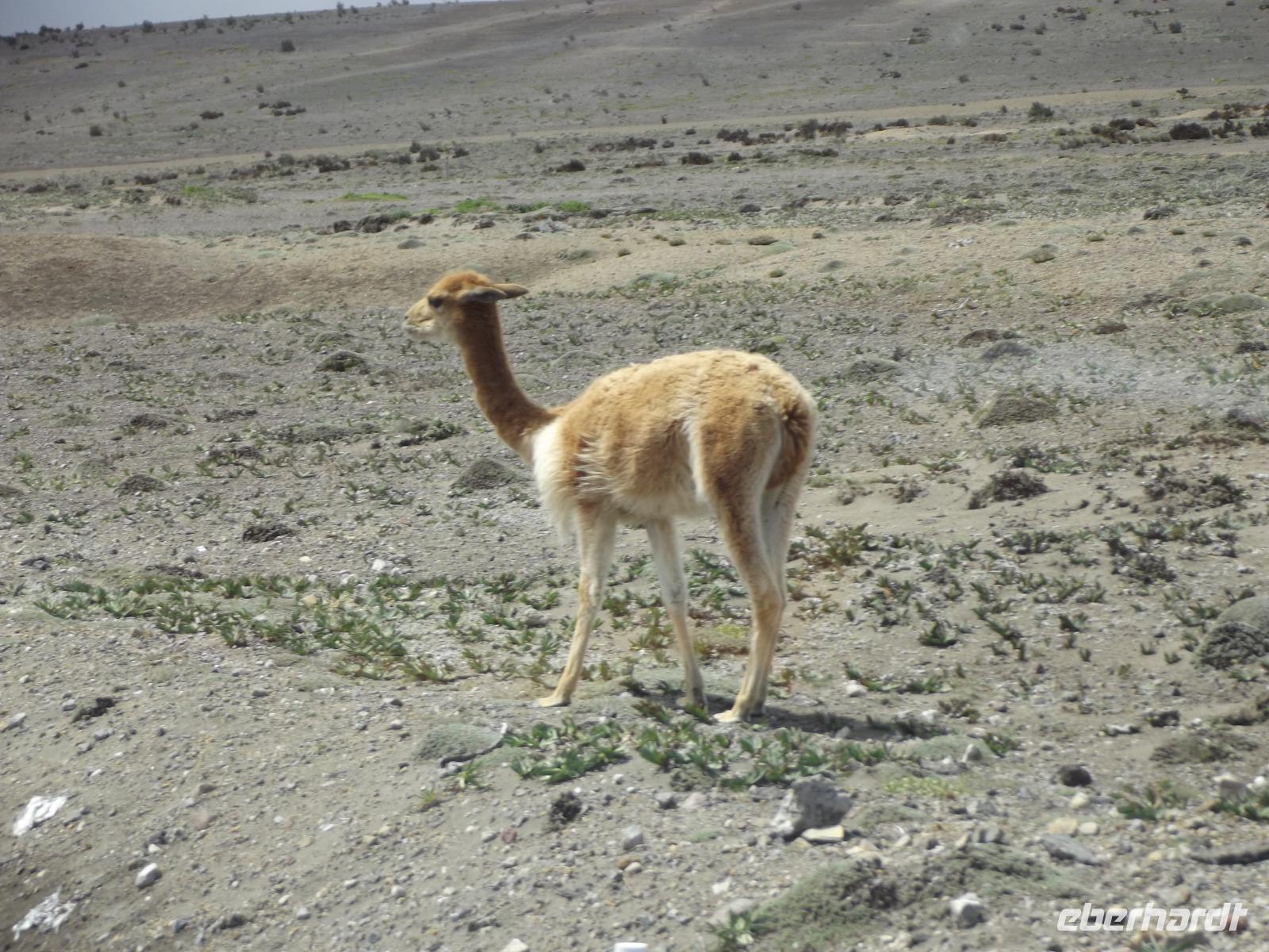 Vicuña &ndash; &copy; Christina Schlawis (Eberhardt TRAVEL)