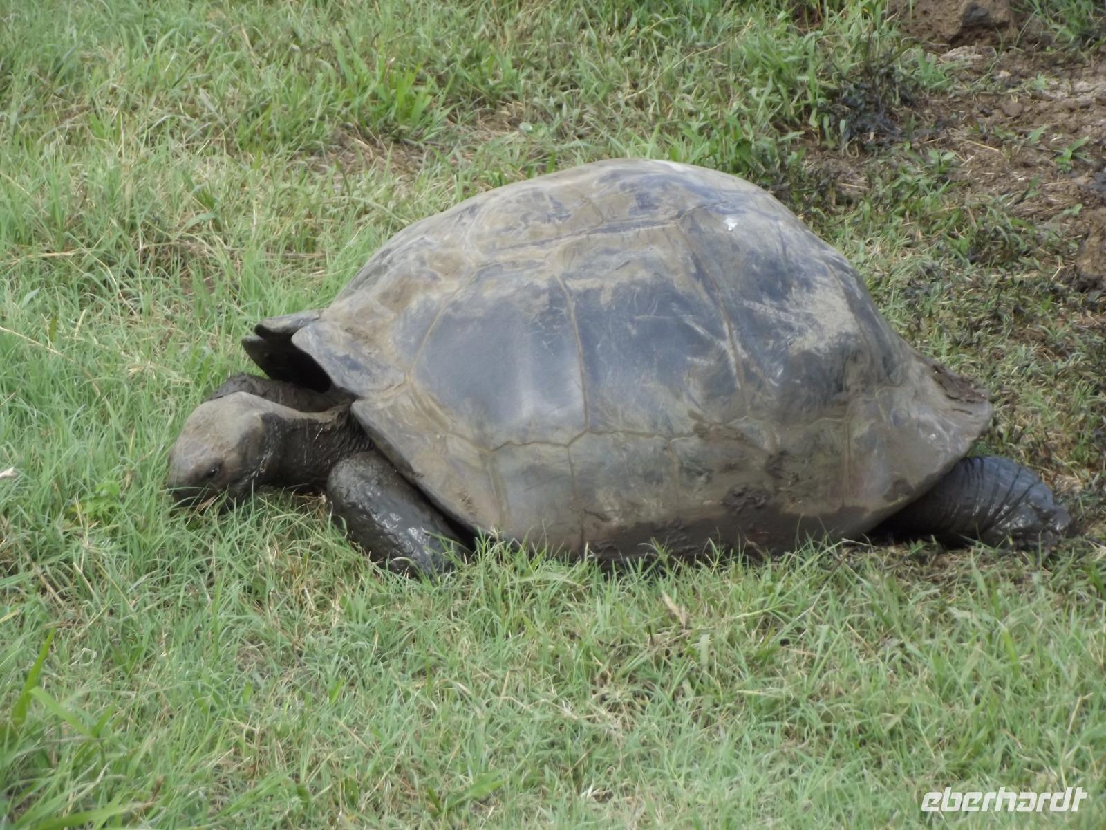 Santa Cruz: Schildkröte &ndash; &copy; Christina Schlawis (Eberhardt TRAVEL)