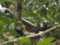 Amazonas-Regenwald: Anakonda &ndash; &copy; Christina Schlawis (Eberhardt TRAVEL)