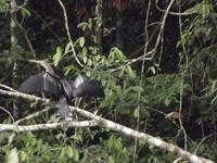 Amazonas-Regenwald: Schlangenhalsvogel &ndash; &copy; Christina Schlawis (Eberhardt TRAVEL)