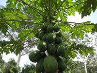 Amazonas-Regenwald &ndash; &copy; Christina Schlawis (Eberhardt TRAVEL)
