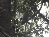 Amazonas-Regenwald: Brüllaffe &ndash; &copy; Christina Schlawis (Eberhardt TRAVEL)