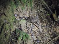 Amazonas-Regenwald: Nachtwanderung &ndash; &copy; Christina Schlawis (Eberhardt TRAVEL)