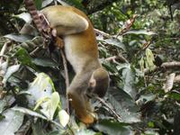 Amazonas-Regenwald: Totenkopfäffchen &ndash; &copy; Christina Schlawis (Eberhardt TRAVEL)