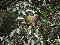 Amazonas-Regenwald: Totenkopfäffchen &ndash; &copy; Christina Schlawis (Eberhardt TRAVEL)