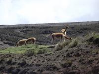Vicuña &ndash; &copy; Christina Schlawis (Eberhardt TRAVEL)