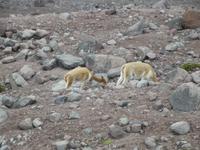 Vicuña &ndash; &copy; Christina Schlawis (Eberhardt TRAVEL)