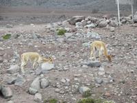 Vicuña &ndash; &copy; Christina Schlawis (Eberhardt TRAVEL)