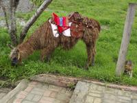 Lama &ndash; &copy; Christina Schlawis (Eberhardt TRAVEL)