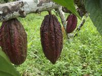 Kakaoplantage &ndash; &copy; Christina Schlawis (Eberhardt TRAVEL)