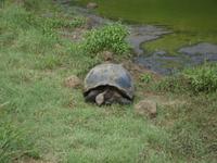 Santa Cruz: Schildkröte &ndash; &copy; Christina Schlawis (Eberhardt TRAVEL)
