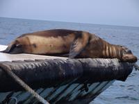 Seelöwe &ndash; &copy; Christina Schlawis (Eberhardt TRAVEL)