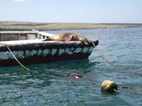 Seelöwe &ndash; &copy; Christina Schlawis (Eberhardt TRAVEL)