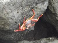 Insel Floreana: Krabbe &ndash; &copy; Christina Schlawis (Eberhardt TRAVEL)