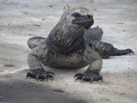 Insel Floreana: Meerechse &ndash; &copy; Christina Schlawis (Eberhardt TRAVEL)