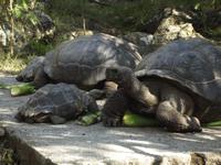 Insel Floreana: Schildkröten &ndash; &copy; Christina Schlawis (Eberhardt TRAVEL)