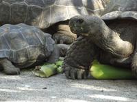 Insel Floreana: Schildkröten &ndash; &copy; Christina Schlawis (Eberhardt TRAVEL)