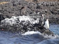 Galapagos-Pinguine &ndash; &copy; Christina Schlawis (Eberhardt TRAVEL)