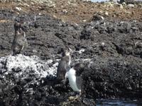 Galapagos-Pinguine &ndash; &copy; Christina Schlawis (Eberhardt TRAVEL)