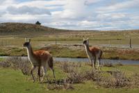 Guanako &ndash; &copy; Peggy Petzold (Eberhardt TRAVEL)