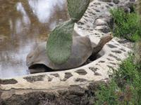 Landschildkröte