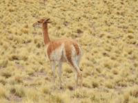 Vicunas &ndash; &copy; Sabine Letzybyll (Eberhardt TRAVEL)
