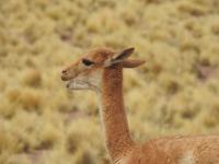 Vicunas &ndash; &copy; Sabine Letzybyll (Eberhardt TRAVEL)