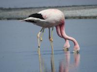 Flamingos  &ndash; &copy; Sabine Letzybyll (Eberhardt TRAVEL)
