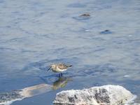 Vogel &ndash; &copy; Sabine Letzybyll (Eberhardt TRAVEL)